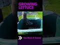 Growing lettuce In The Summer: Tips and tricks #shorts  #gardeningtips #vegetablegarden