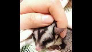 ごきげんな時のフクロモモンガの鳴き声　Sugar Glider 　　Cry