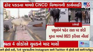 AMC ના CNCD વિભાગ દ્વારા છેલ્લા 7 માસમાં 11 હજારથી વધુ પશુ પકડવામાં આવ્યા | TV9GujaratiNews