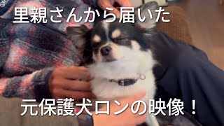 【元保護犬のロン】里親さんから映像が届きました！　涙腺崩壊注意