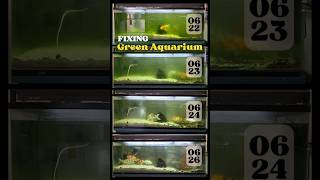 🐠 HOW TO FIX GREEN AQUARIUM @roadtripflips