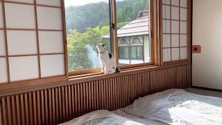 【これがホントの猫撫で声】閲覧注意😰　ニャンコがいる旅館　猫旅館