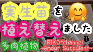 #75【多肉初心者】【多肉実生】実生苗の植え替えをしたよ♪