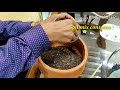 gharme kam paise me succulent terrarium kaise banaye hindi urdu