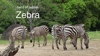 Zebra 20240430_1／Toyohashi Zoo \u0026 Botanical Park（non_hoi_park）／4K