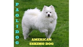 AMERICAN ESKIMO DOG   TOP 10 INTERESTING FACTS