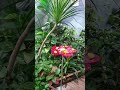 Butterfly Up-Close at Singapore Science Centre 🦋