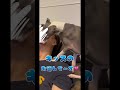 愛犬にキッス💋をしてみた結果... 【イタグレ】 shorts