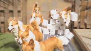 8Corgis Reacts to the Toilet Paper Challenge.🤪