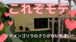 これぞモテ❤️　年上の妻をさりげなく気遣うイケメンゴリラのシャバーニ　東山動植物園