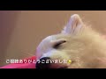 ＜平凡なお散歩＞日本スピッツレモン🍋白いもふもふ犬japanesespitz