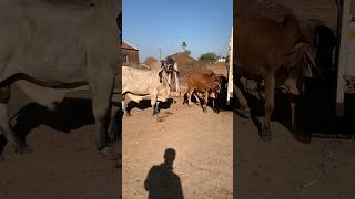 Gir bull pavan lildo metting time #gircow #youtubeshorts #girbull #cow