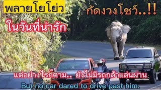 Ep.168 พลายโย่โย่ว..ในวันที่น่ารักที่สุด..!! #เขาใหญ่ #elephant ##wildlife #news