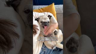 My LITTLE baby 🥹🤍 #pug #dog #shorts