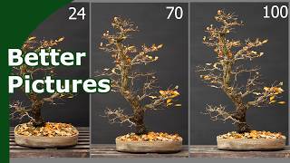 Use Your Camera as Crucial Bonsai Tool [Improve your Photography skills]