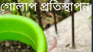 গোলাপ প্রতিস্থাপন