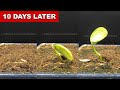 Lima Bean Germination 10 Days Time Lapse