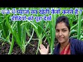 गांव में प्याज का खेती कैसे करते हैं ? Village Onain farming🧅|Star Queen Khushi @starqueenkhushi