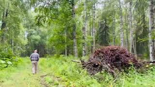 Rainforest: Walking Amidst Nature's Canopy 🌧️🌳Embracing the Serenity of the Drenched Wilderness!\