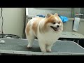 ตัดขนปอมเมอเรเนียน ทรงกลมทั้งตัว ตัดขนปอมกลมๆ pomeranian grooming