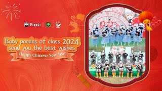 Broadcast: Baby Pandas Of Class 2024 Send You The Best Wishes For The Chinese New Year!  | iPanda