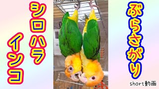 ぶら下がって遊ぶシロハラインコのカップル　Blue-and-yellow macaw　#shorts​ #ショート動画