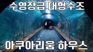 수영장급 대형수조 제작, 점점 아쿠아리움으로 변해가는 집│ Aquarium House