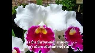 แอ่วสาวชมสวน-ทองแดง-อ.ผ่องพรรณ