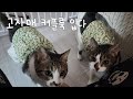 고자매 커플룩을 입었어요! 둘 다 너무 잘 어울려♥