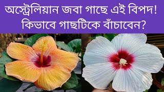 অস্ট্রেলিয়ান জবা গাছে এটা কোন বিপদ! পরিচর্যার যে বিষয়ে সব সময় সাবধান থাকতে হবে।