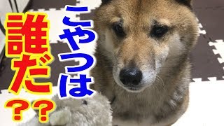 柴犬リキとリコ おもちゃのネズミ君と仲良く♪でもハプニングが・・リキ編【かわいい・おもしろ】Shiba iu Riki and Riko/Toy rat♥