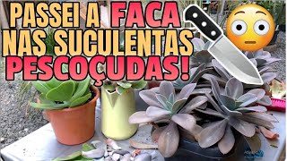 Muitas PODAS e replantes de #echeverias / Simone Felic.