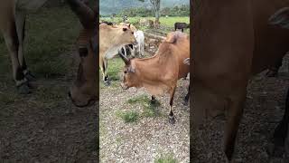 Sapi lembu tanduk runcing dan panjang#suarasapi #sapijinak #sapimoo #sapilucu #sapimengamuk #sapi