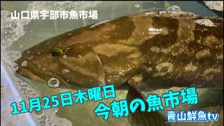 【山口県宇部魚市場】【時化続き💦】今朝の魚市場11月25日木曜日の水揚げ状況！