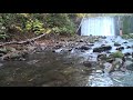 堰を壊した後のサケの遡上　salmons going up stream after a small dam was broken