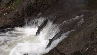 堰を壊した後のサケの遡上　Salmons going up stream after a small dam was broken