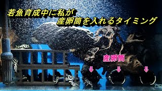 キンペコ若魚育成中に私が産卵筒を入れるタイミングを紹介します。