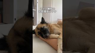 【至高のお昼寝】ママの腕枕で寝る姉犬と、足枕で寝る弟犬が可愛すぎる🥺 #雑種犬 #添い寝 #甘えん坊 #れおなな