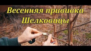 Весенняя прививка шелковицы