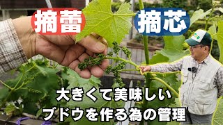 ブドウの摘芯と摘蕾作業【５月に行う管理】【庭先】【巨峰】2024年5月6日