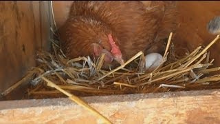 Aggressive Chicken Protects Her Egg