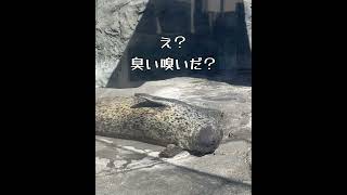 【アザラシ】アザラシの手 観察してみよ