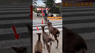 奈良の世界で最も賢い鹿は交通ルールを守る | Nara park deer in Japan #deerpark #japan