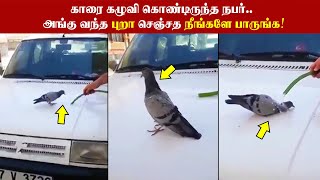 இந்த புத்திசாலி புறா என்ன செய்யுதுனு நீங்களே பாருங்க!