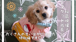 【生後３ヶ月】抱っこひもでお散歩、初めて外をお散歩！【アメコカのビスケット】