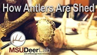 How Antlers Are Shed