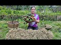 Harvest Tubers & Bell Pepper At Garden Goes to market sell - Cooking - Lý thị Ca