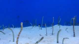 美ら海水族館、チンアナゴさん