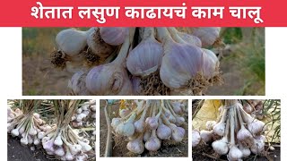 शेतात लसूण काढणी चालू आहे #newvideo #minakshivlog