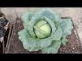 cara menanam kubis dari semai sampai panen || how to plant cabbages from semai to harvest